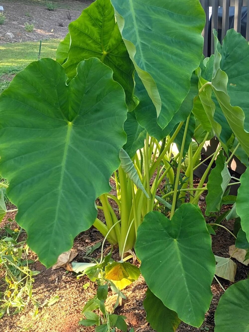 LOT OF 6 Elephant Ear Root Live Plants Tropical Colocasia Large Green Foliage